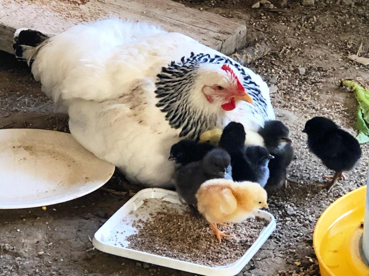 Gite A La Ferme De Verdurette กอร์เดอซูร์ซีแยล ภายนอก รูปภาพ